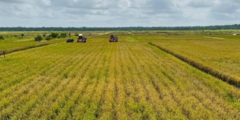 Kejar Swasembada Pangan, Anggaran Rp15 Triliun Disiapkan untuk Cetak Sawah