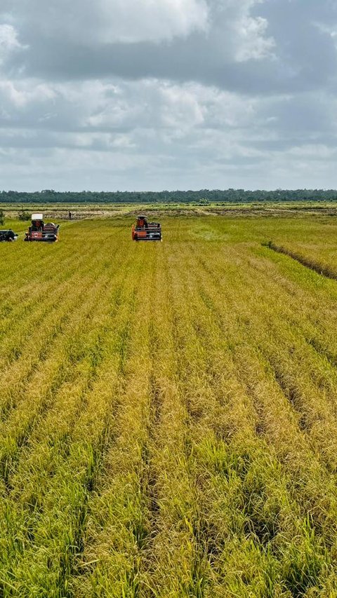 Kejar Swasembada Pangan, Anggaran Rp15 Triliun Disiapkan untuk Cetak Sawah