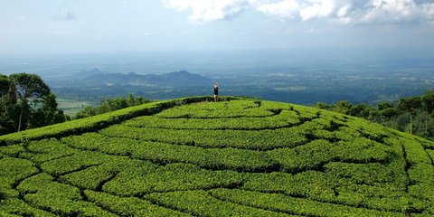 Resmi Kolaborasi, Semua Jaringan Hotel Indonesia Group Bakal Gunakan Produk Teh PTPN