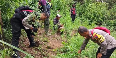 Polisi Temukan 4.338 Tanaman Ganja di Lereng Semeru