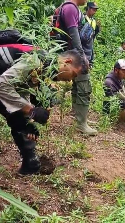 Polisi Temukan 4.338 Tanaman Ganja di Lereng Semeru