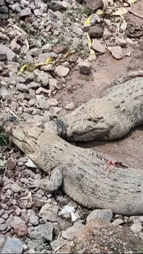 Kronologi Tembok Penangkaran Buaya di Cianjur Jebol, Warga Beraktivitas di Sungai Calung Diminta Waspada