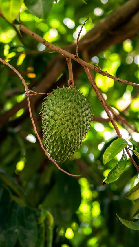 5 Khasiat Buah Sirsak bagi Kesehatan, dari Mencegah Diabetes hingga Mengatasi Asam Lambung