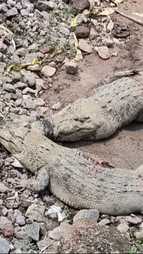 VIDEO: Geger Buaya Milik Pengusaha Cianjur Kabur Akibat Tembok Jebol, Punya 80 Ekor Ukuran 'Monster'