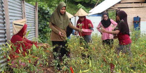 Petani Muda Fakatoto Bisa Raup Jutaan Rupiah dari Budidaya Cabai, Begini Caranya