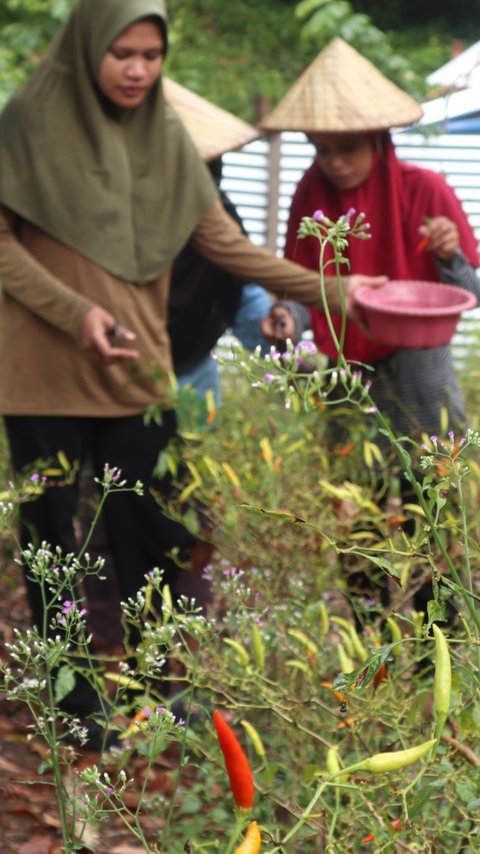 Petani Muda Fakatoto Bisa Raup Jutaan Rupiah dari Budidaya Cabai, Begini Caranya