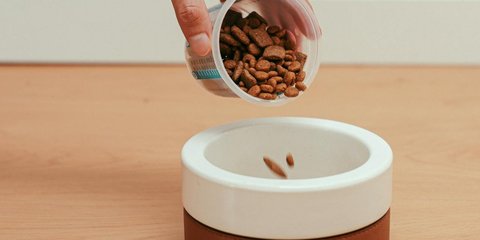 Konsumsi Pet Food, Bisa Buat Manusia Keracunan Atau Tidak?