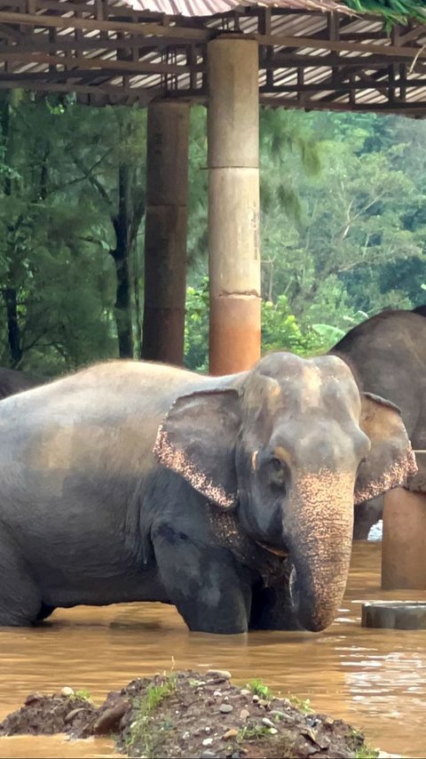 FOTO: Kasihan, Gajah-Gajah di Thailand Terjebak Banjir Parah