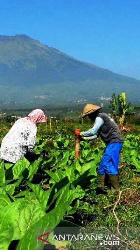 Jerit Petani Tembakau Soal Wacana Aturan Kemasan Rokok Polos Tanpa Merek