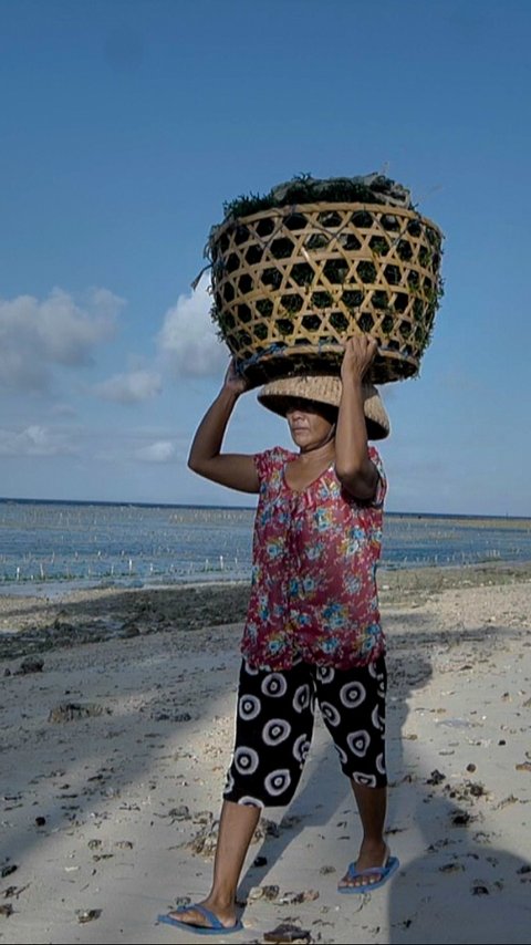 Pemberdayaan BRI Tingkatkan Skala Usaha Klaster Rumput Laut Semaya di Nusa Penida