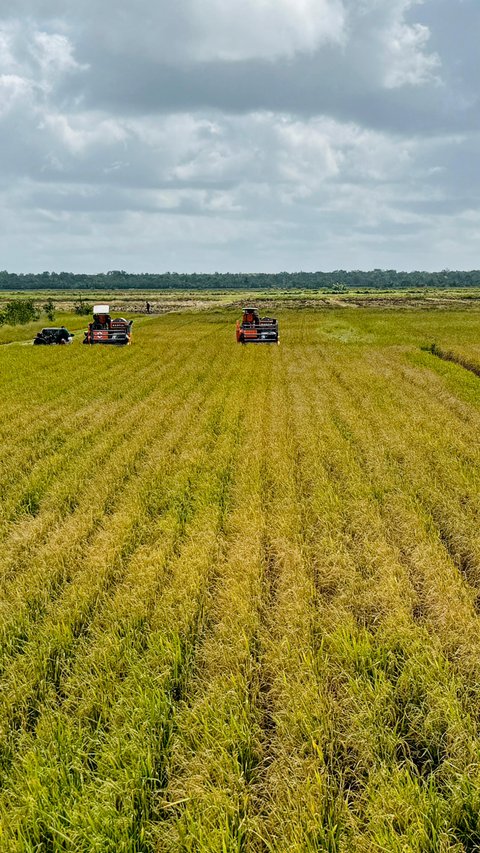 Merauke Panen Raya Padi Seluas 14.000 Hektare Hasil Optimasi Lahan Kementan