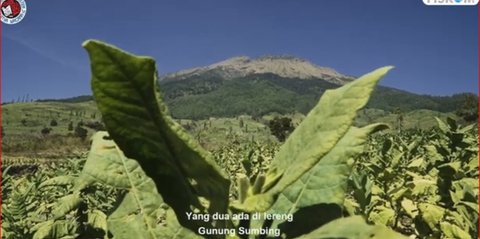 Kisah Para Petani Tembakau Srintil di Lereng Gunung Sumbing, Alami Masa Sulit