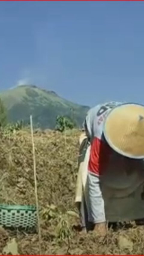 Kisah Para Petani Tembakau Srintil di Lereng Gunung Sumbing, Alami Masa Sulit