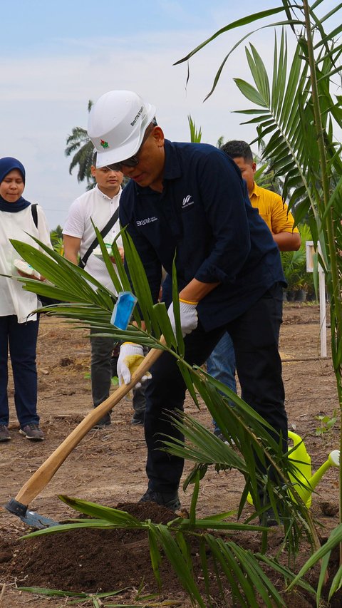 PTPN IV PalmCo Target 2,1 Juta Bibit Unggul Kelapa Sawit Bakal Diserap Petani