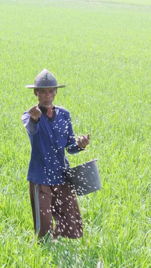 Canggih, Kini Ada Inovasi Tingkatkan Produktivitas Padi & Produksi Pupuk Dipantau Pakai Kecerdasan Buatan