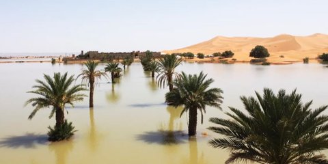 Peristiwa Langka, Gurun Sahara Diguyur Hujan dan Munculkan Genangan di Antara Pepohonan