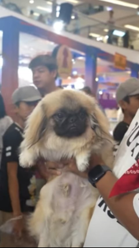 ⁠Lucu, Anjing Pekingese Kerajaan China di Usia 6 Bulan Harganya Rp13 Juta 'Wah Keren Banget'