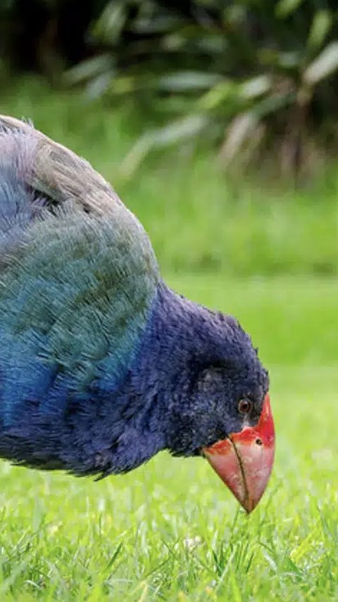 Burung Prasejarah yang Menghilang Berabad-abad Ditemukan Kembali Bikin Geger Ilmuwan