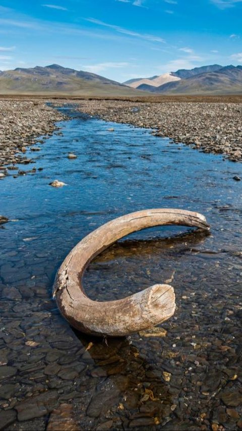 Pemburu Temukan Fosil Gading Mamut Berusia 20.000 Tahun di Sungai, Panjangnya 2 Meter dan Beratnya Hampir 300 Kilogram