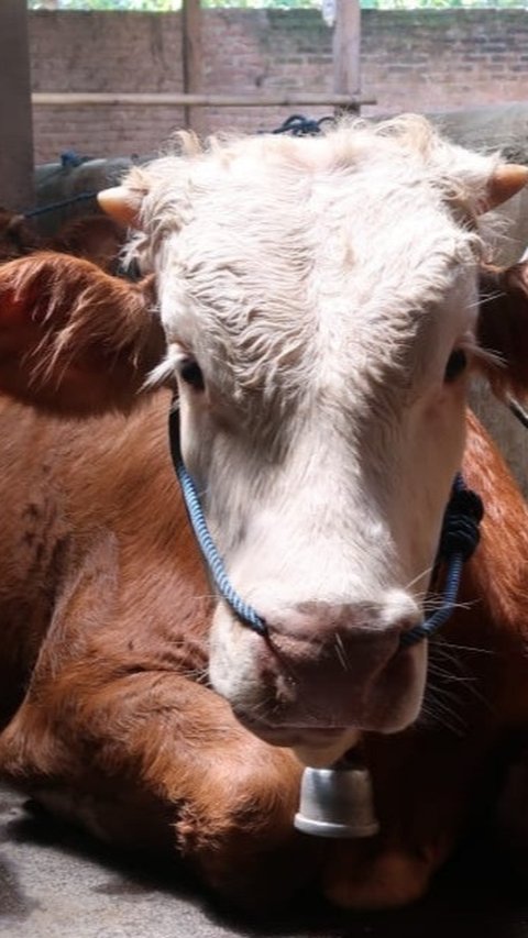 Demi Kesejahteraan Peternak, Mentan Amran Upayakan Harga Daging Sapi Minimal Rp 50.000 per Kilogram