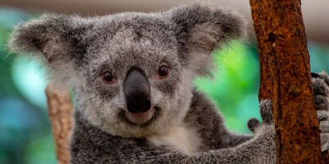 Sepasang Suami Istri Ini Kaget, Ada Koala di Kamar Tidurnya