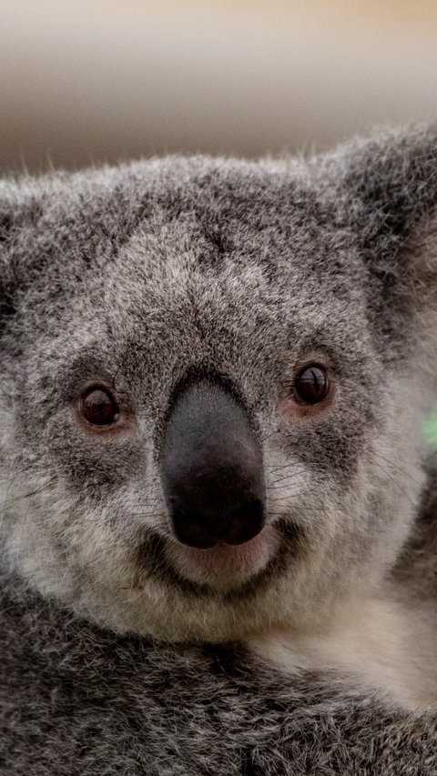 Sepasang Suami Istri Ini Kaget, Ada Koala di Kamar Tidurnya