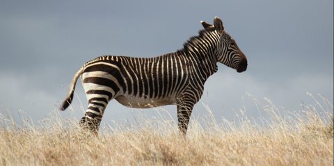 Ilmuwan Klaim Berhasil Hidupkan Kembali Nenek Moyang Zebra, Begini Wujudnya