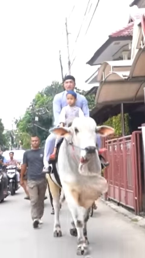 Gokil, Irfan Hakim Berangkat Salat Jumat Naik Seekor Sapi dan Bagi-bagi Nasi Kotak