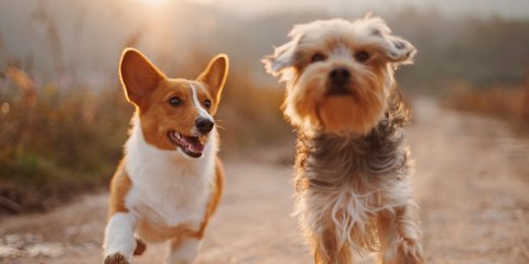 Anjing Kesayangan Keluarga Raja Ini Terpaksa Disuntik Mati, Penyebabnya Bikin Sedih