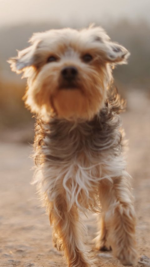 Anjing Kesayangan Keluarga Raja Ini Terpaksa Disuntik Mati, Penyebabnya Bikin Sedih