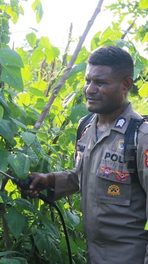 Ciptakan Peluang Ekonomi, Brigpol Viktor Merani Jadi Petani Tanam Aneka Tanaman Pangan di Papua