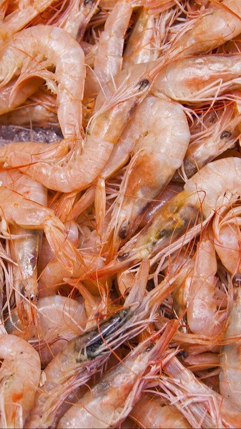 Cara Menyimpan Udang agar Tetap Segar Selama Satu Bulan, Simpel Banget