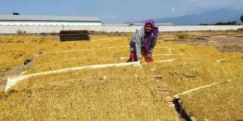 Dampak Buruk Wacana Aturan Kemasan Rokok Tanpa Merek