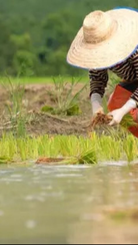 Hitung-Hitungan Kementan, Pendapatan Petani Milenial Bisa Tembus Rp10 juta Per Bulan