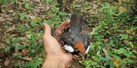 Canggih Pria Ini Tangkap Burung Anis Kembang yang Pernah Jadi Favorit Penghobi Harganya Engak Main-main