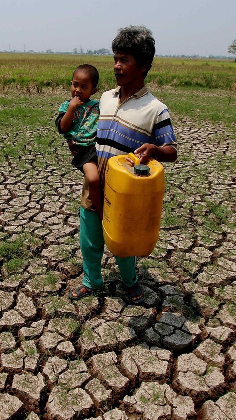 Ternyata, Ini Penyebab Sawah di Indonesia Hanya Bisa Satu Kali Tanam dalam Setahun