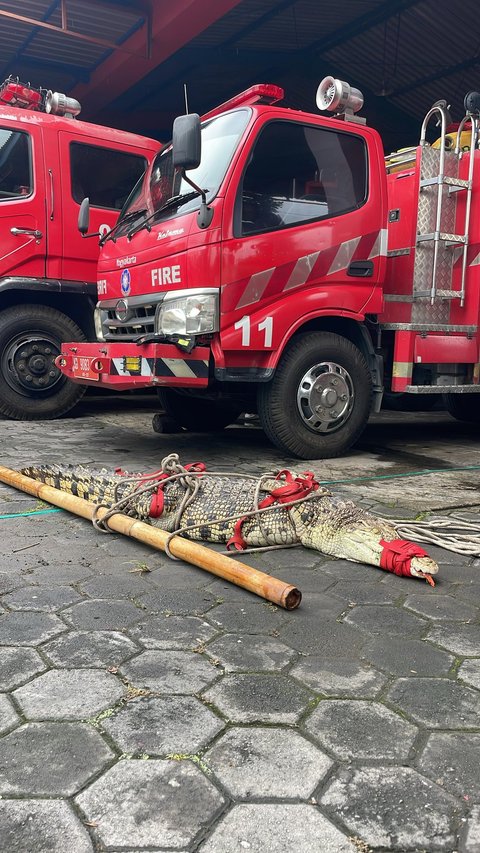 Petugas Damkar Evakuasi Buaya Seberat 100 Kg dari Sungai Winongo Yogyakarta