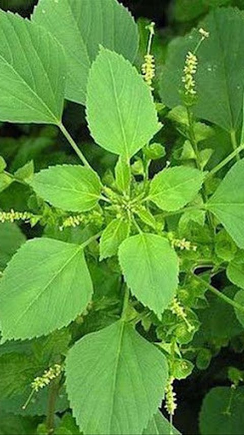 Atasi Nyeri Asam Urat dengan Daun Anting-Anting, Ini Langkah-Langkahnya