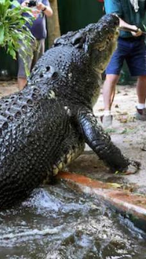 Mandi di Sungai, Lansia Tewas Diterkam Buaya