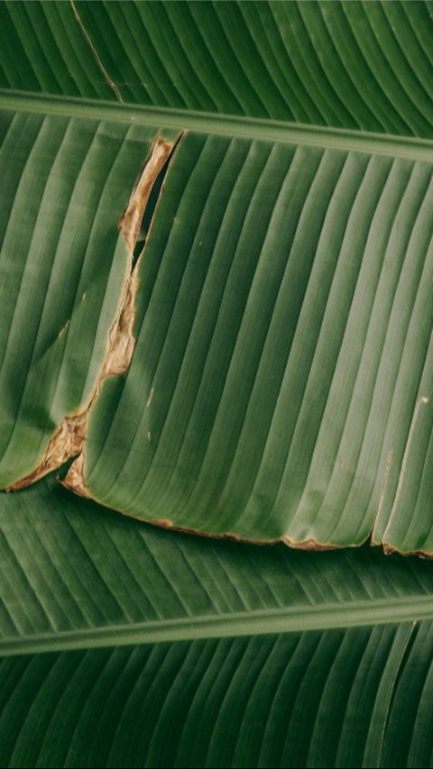 Tips Menyimpan Daun Pisang agar Tahan Lama, Simak Trik Jitu Ini