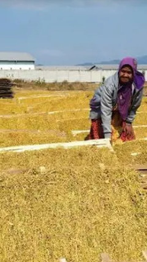 Tak Semua Utang Petani dan Nelayan Bakal Dihapus Pemerintah, Cek Kriterianya di Sini