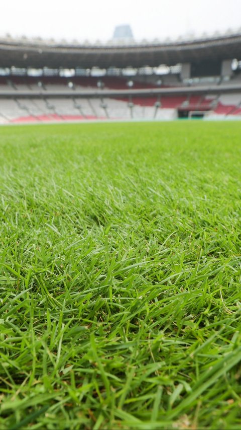 FOTO: Penampakan Kondisi Terbaru Rumput Stadion GBK Jelang Timnas Indonesia vs Jepang