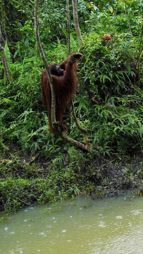 Kunker ke Kaltim, Menhut Raja Antoni Cek Konservasi Orang Utan dan Beruang Madu di BOSF