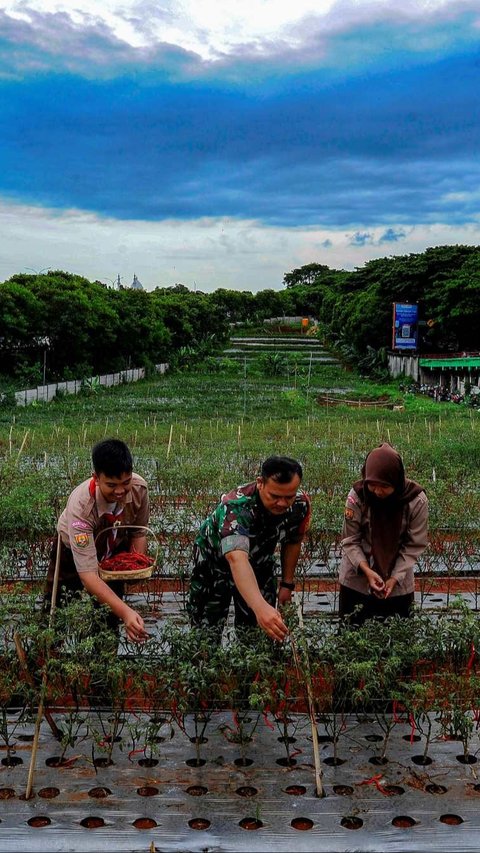 FOTO: Momen Prajurit TNI dan Pelajar Panen Cabai Merah di Lahan Tidur Pinggir Tol Depok