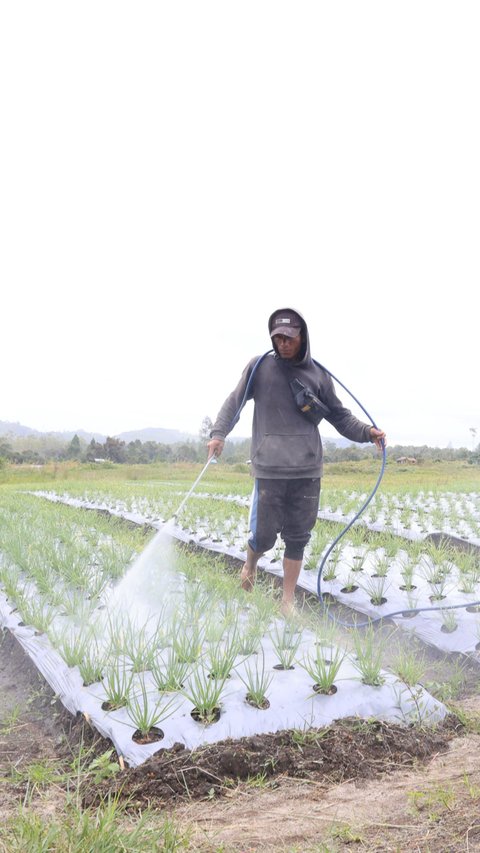 Ikut Program Lumbung Pangan, Begini Kisah Para Petani di Tanah Humbang Hasundutan