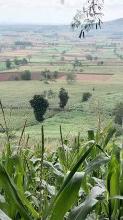 Jaga Keberlanjutan Lingkungan, Pertamina Tanam Pohon Langka di Bandung Barat