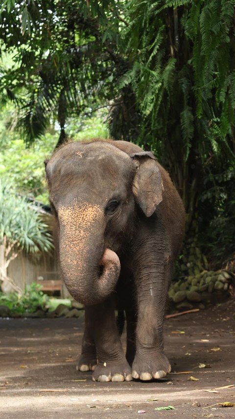 Kabar Duka dari Bali Zoo, Gajah Molly Mati Terseret Arus Sungai Saat Hujan Deras