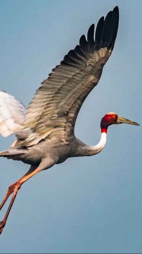 Ini Burung yang Terbang Paling Tinggi di Dunia, Bisa Tempuh Jarak Sampai 72 Kilometer