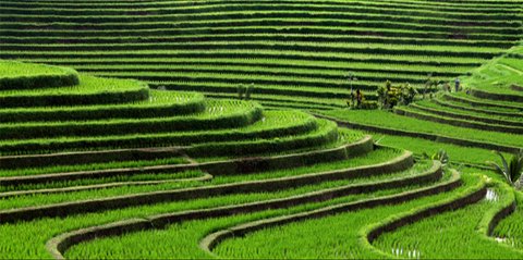 Kejar Target Swsembada Pangan, Produksi Petani Meningkat 2 Ton Per Hektar Lewat Safari Makmur