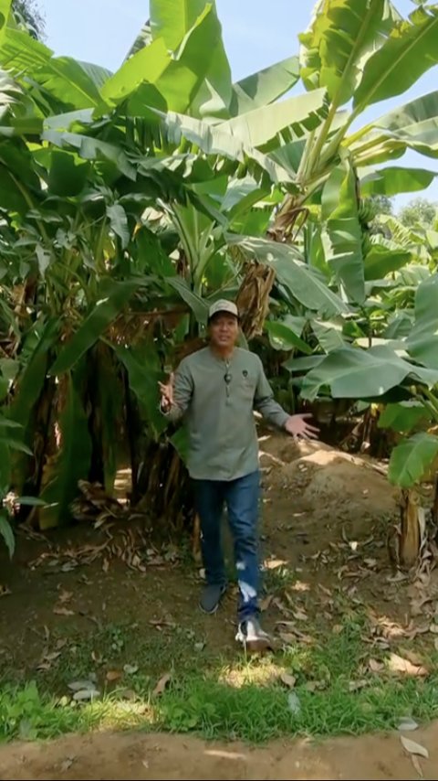 Mirip di Indonesia, Begini Suasana Pinggiran Kota Mekkah Subur Banyak Tumbuh Pohon Pisang hingga Nangka